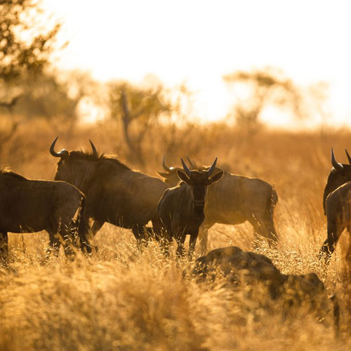 Animals on a Zambian horse safari